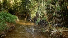 Úžasné madagaskar spiders: neuveriteľne dlhé siete